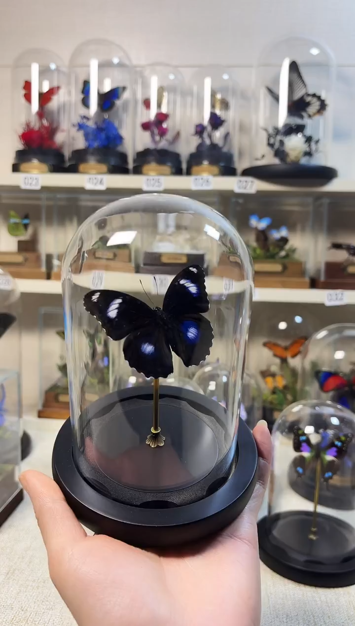 深**象大自然真实的蝴蝶标本