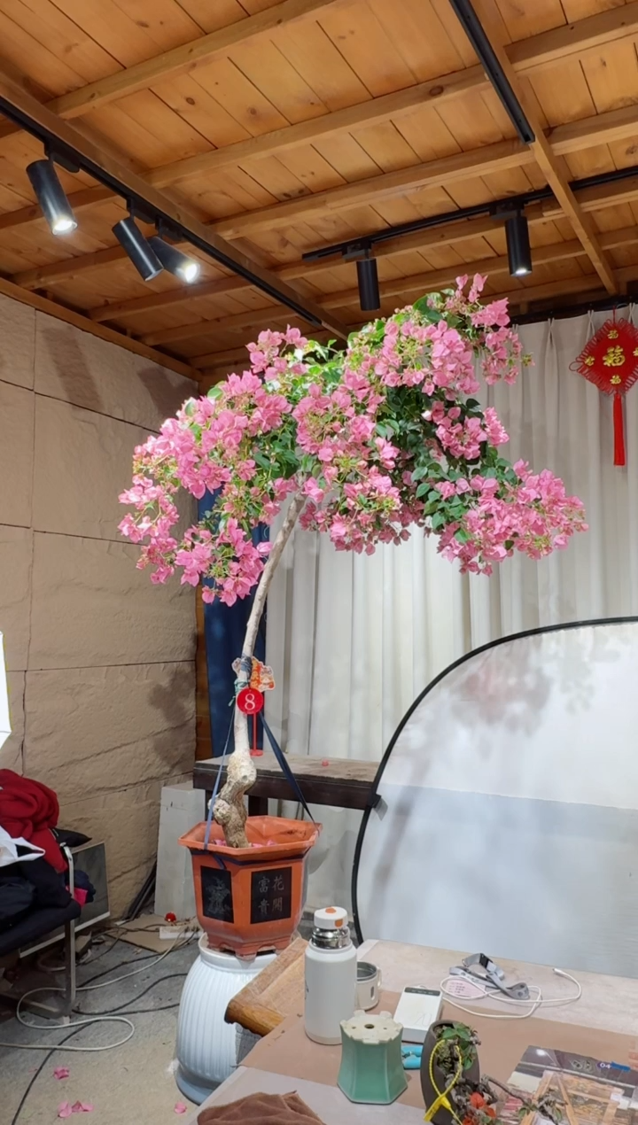 【闪购商品】盆景暗斑丽人