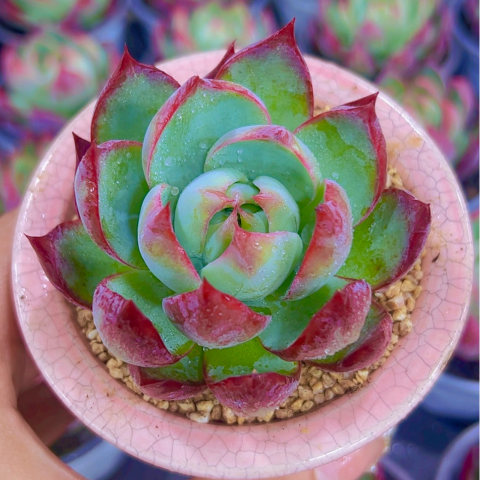 慢悠花房 惊鸿仙子 多肉植物七夕鲜花