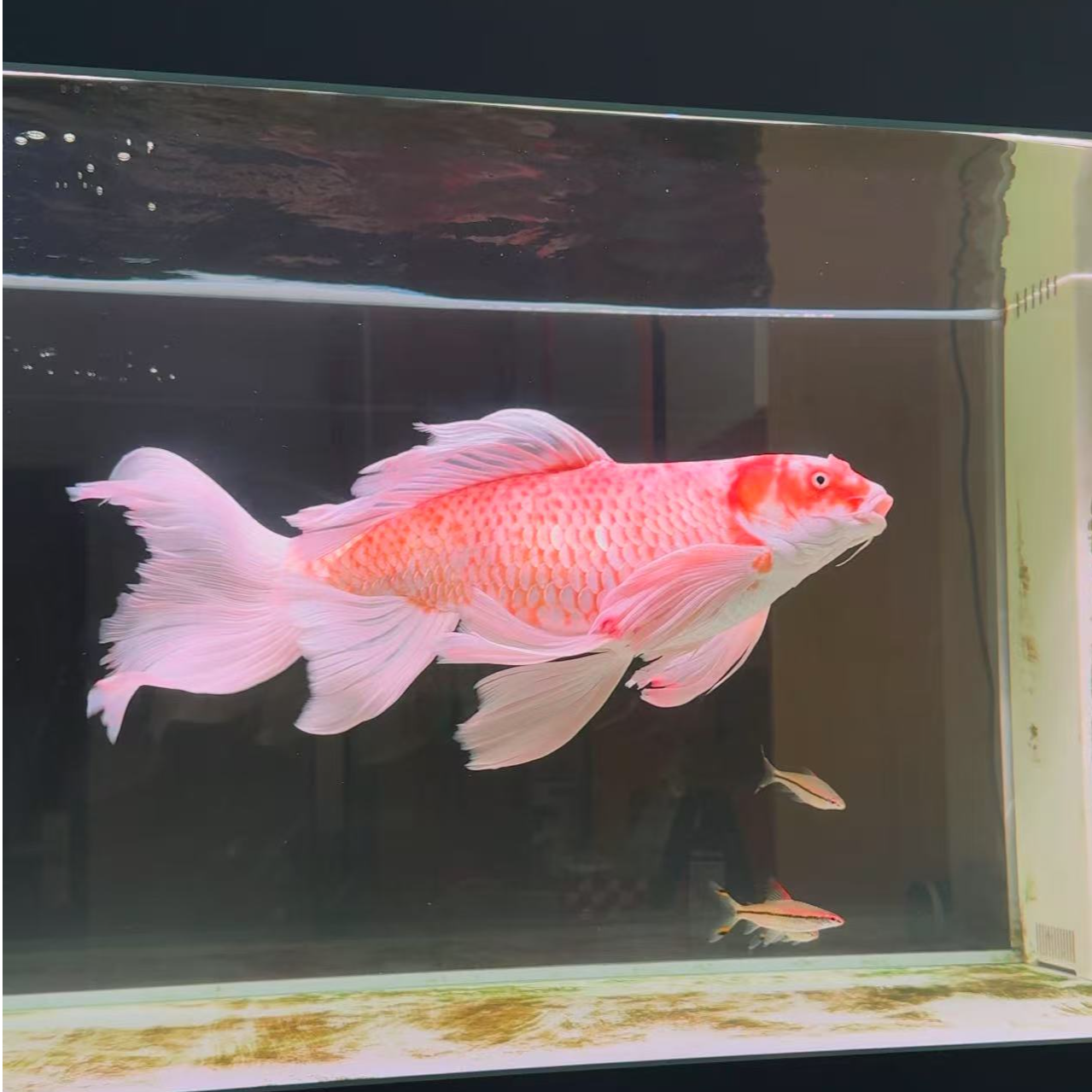 特大巨型蝴蝶鲤5-30cm以上亚成精品蝴蝶鲤淡水鱼特大红蝴蝶鲤黄白