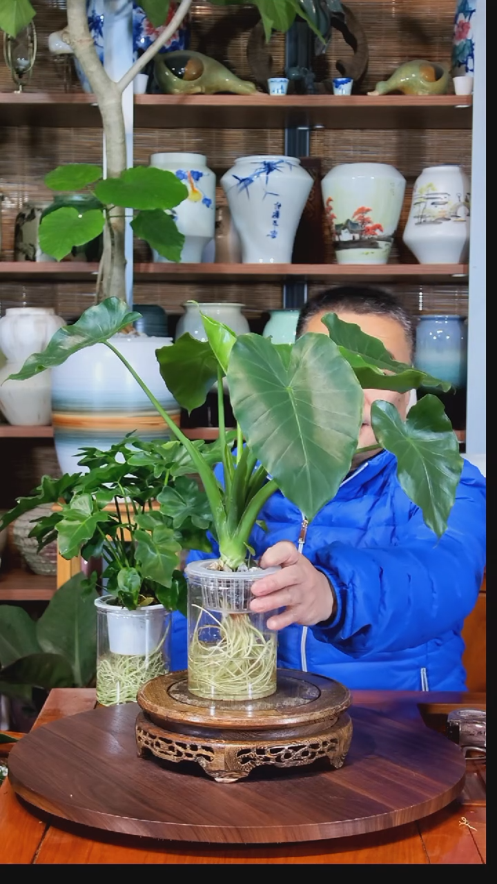 无花朵通***龙水之韵水培海芋