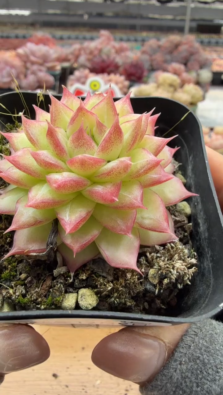 东云多肉园二店-103