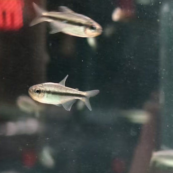 西西小鱼 黄彩青魔鬼鱼灯科鱼