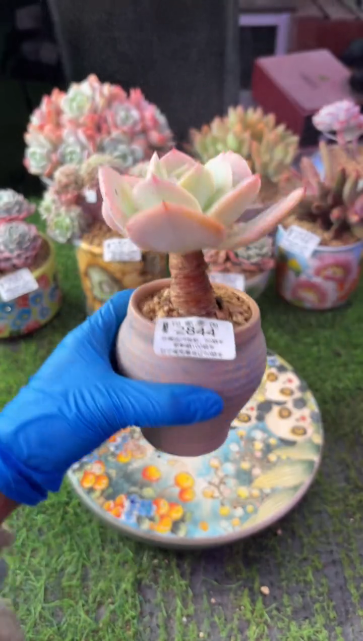 昆明印象多肉2844