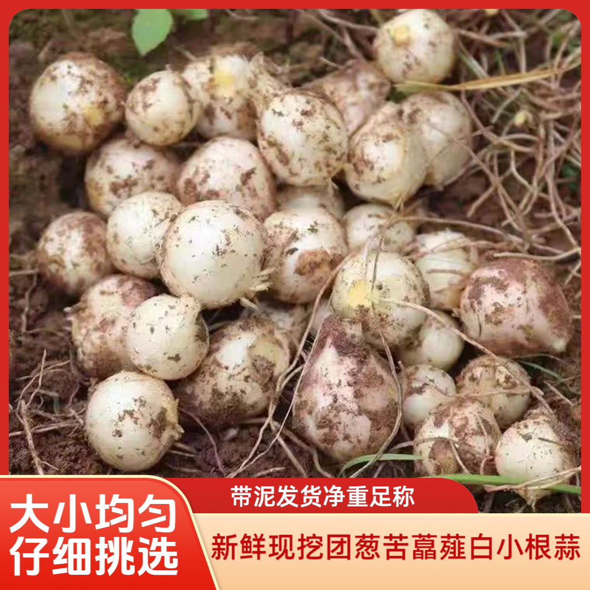 新鲜上市四川山葱苦藠团葱小蒜小根蒜带泥发货及时半斤包邮