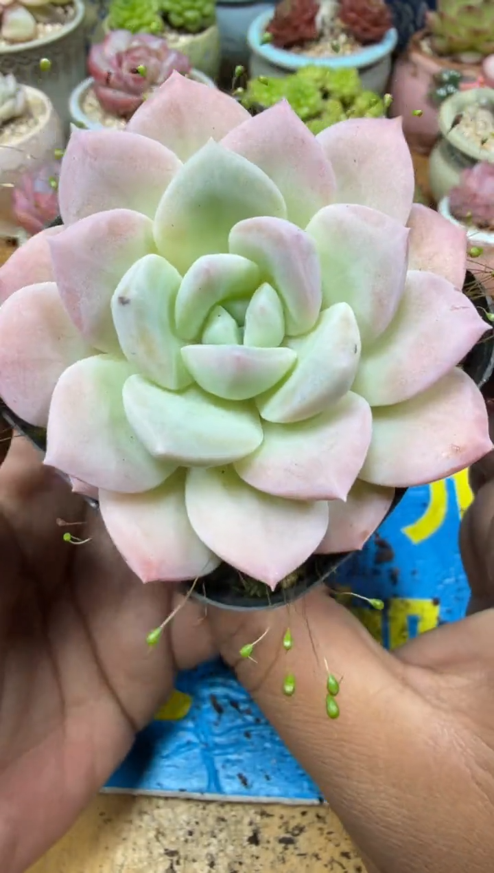 东云多肉园三号店-68