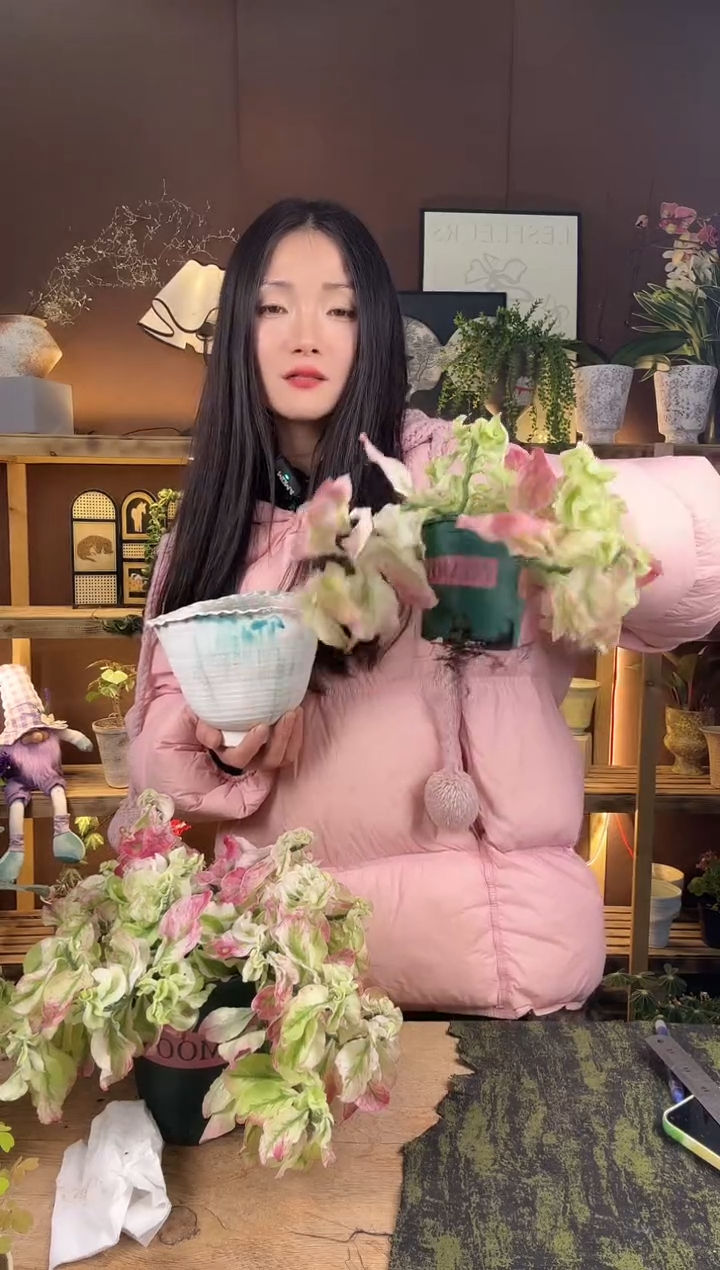 以实际为准013卷叶红雀珊瑚锦育苗盆小盆