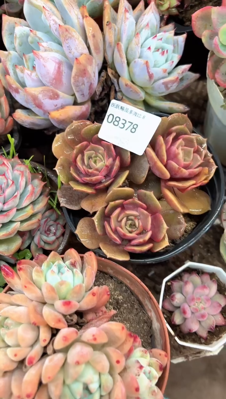郭*阿迷洲多肉花卉08378