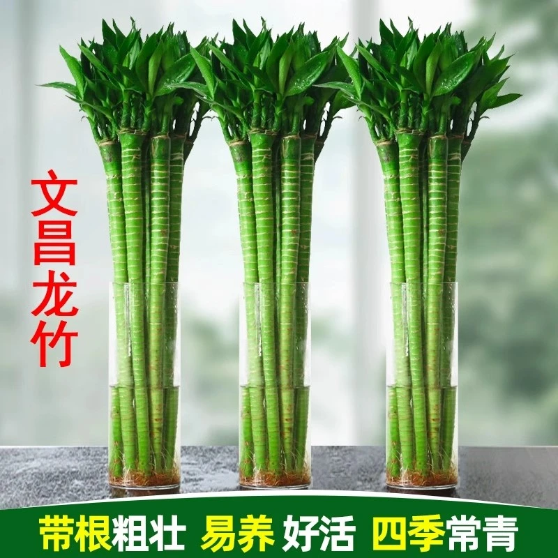 文昌竹龙竹4/6/8支带根水养富贵竹节节高水培植物室内客厅植物