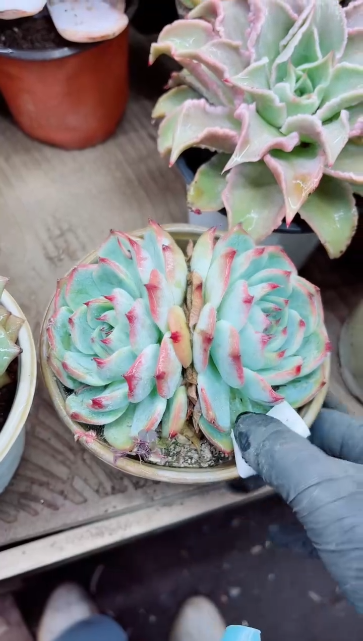ℒ****?29003多肉植物一物一拍