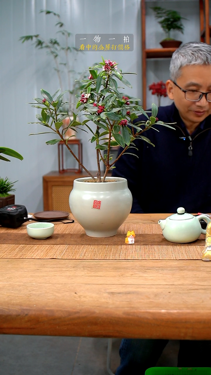 完全开放今*瑞香384