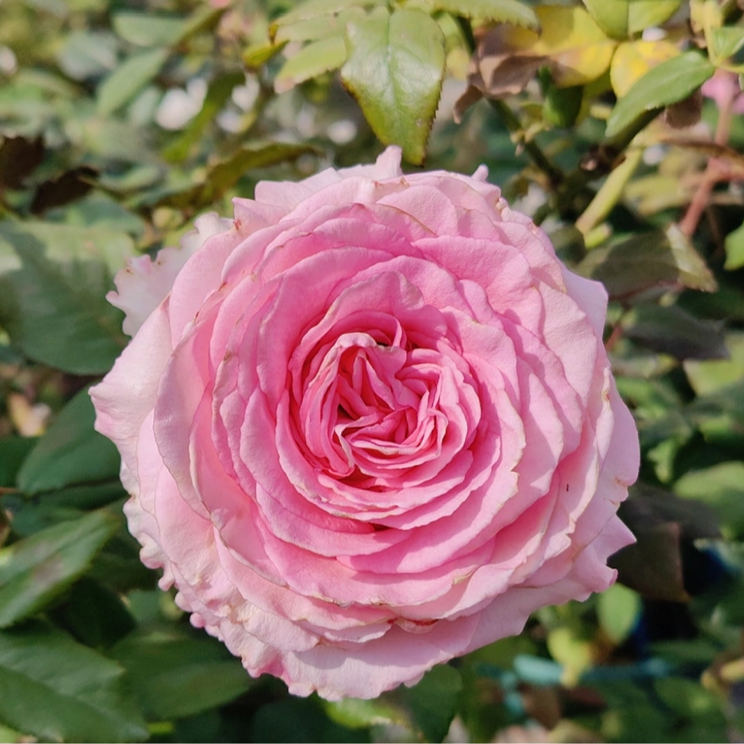 洛神1加仑成都露天月季独杆独颗扦插原盆原土盆发货