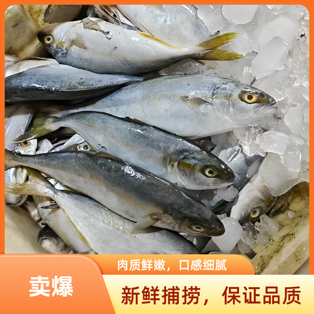 威海新鲜海捕黄金鲅鱼4斤顺丰包邮