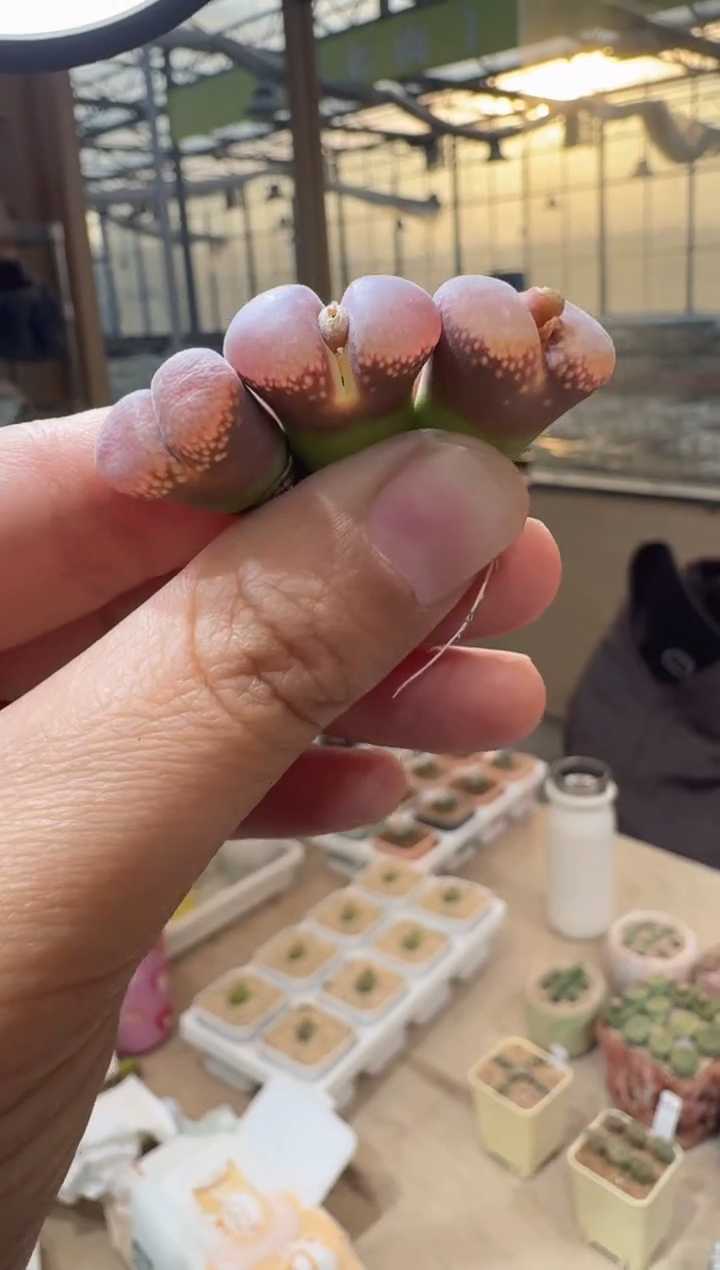 81多肉植物肉锥F风铃一颗