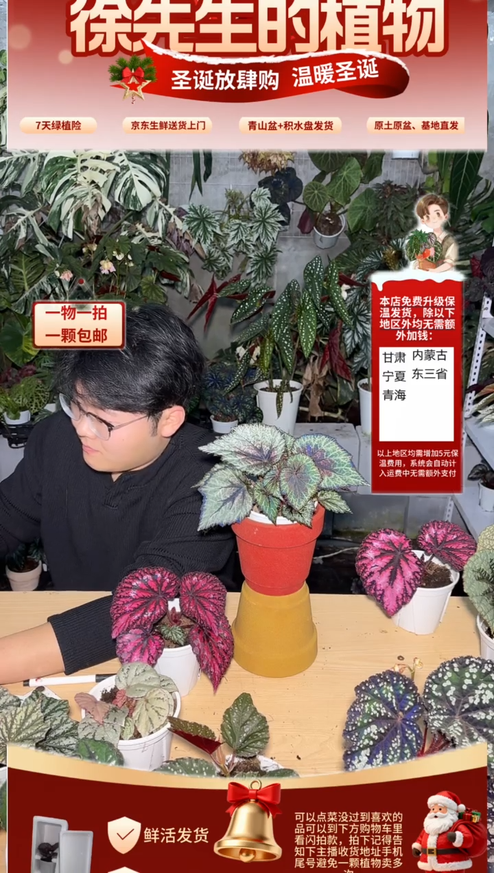 完全开放女巫秋海棠
