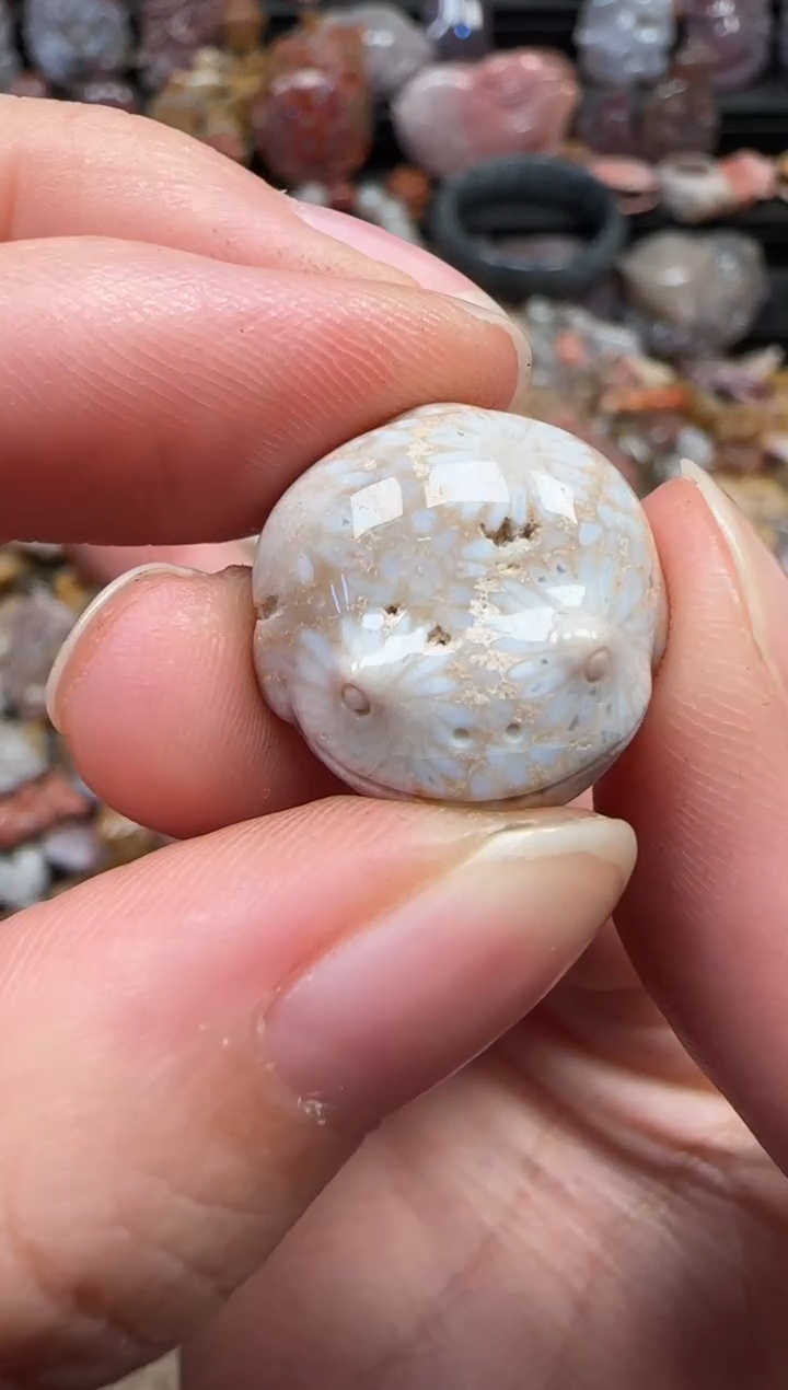 颈饰未镶嵌硅化珊瑚（珊瑚玉）365