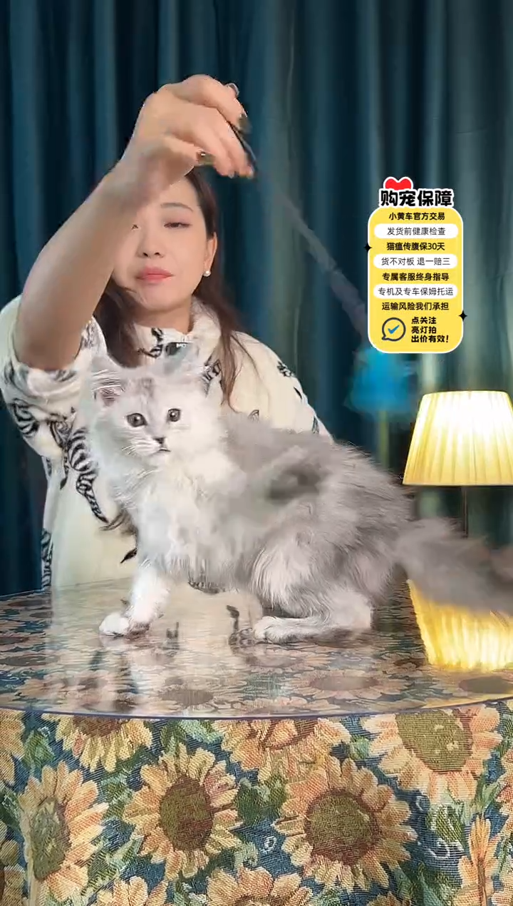 浅银虎斑浅银虎斑缅因妹妹