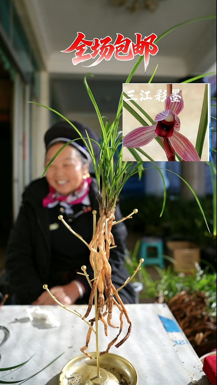 当前无花栽培后可以开花三江彩墨