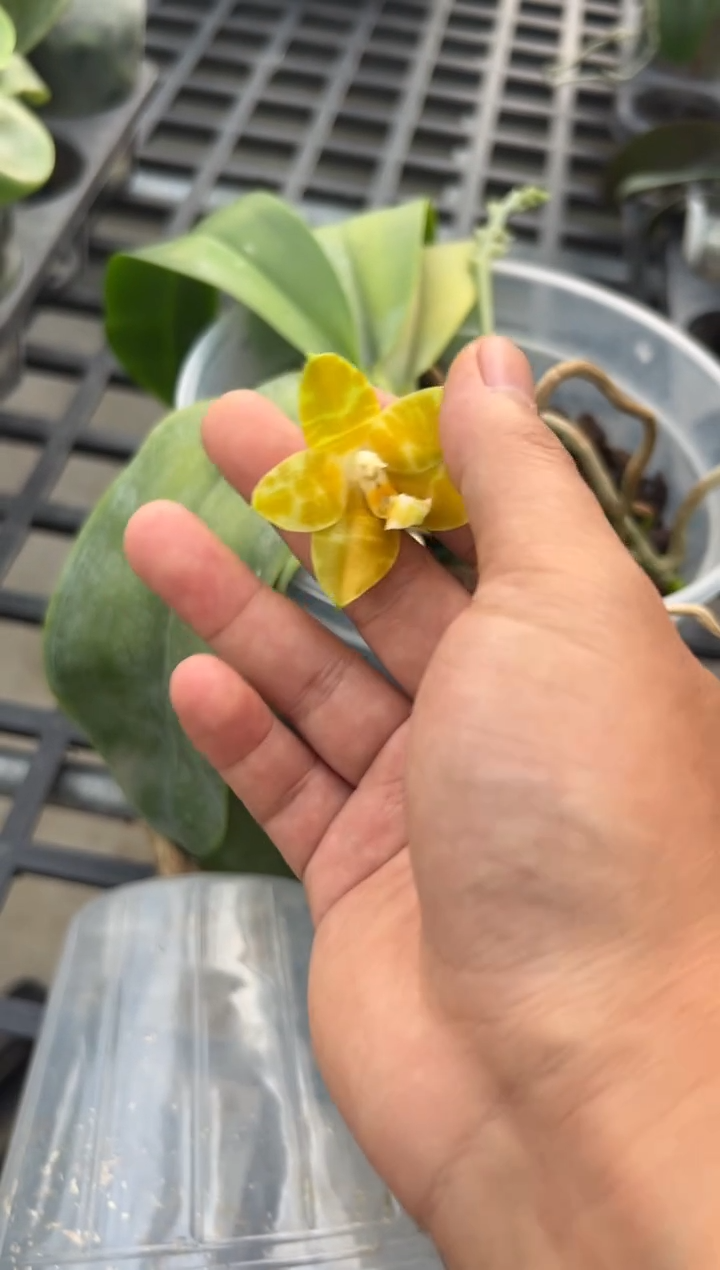 当前无花朵，栽培后可花朵旭日生物盲盒（5.0）  轻微叶瑕  