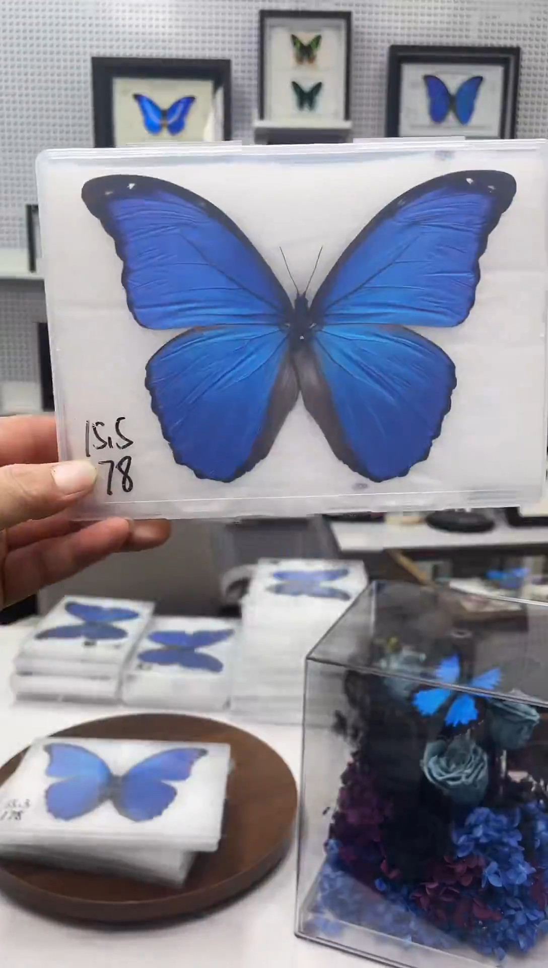 玻璃竖款178大蓝闪蝶