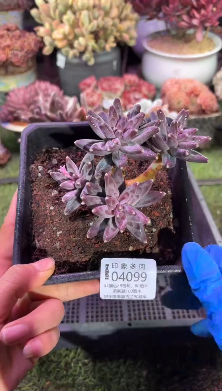 【闪购商品】04099