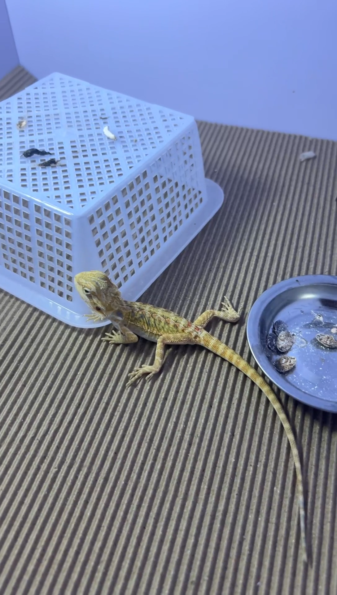 鬃狮蜥310元鬃狮蜥专拍