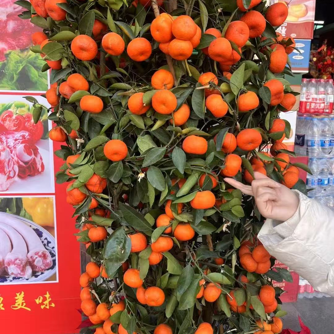 SF大果-广西桂林砂糖4斤/10斤/箱