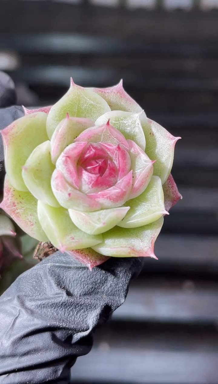 16-11新月影系3-4厘米量拍发一颗