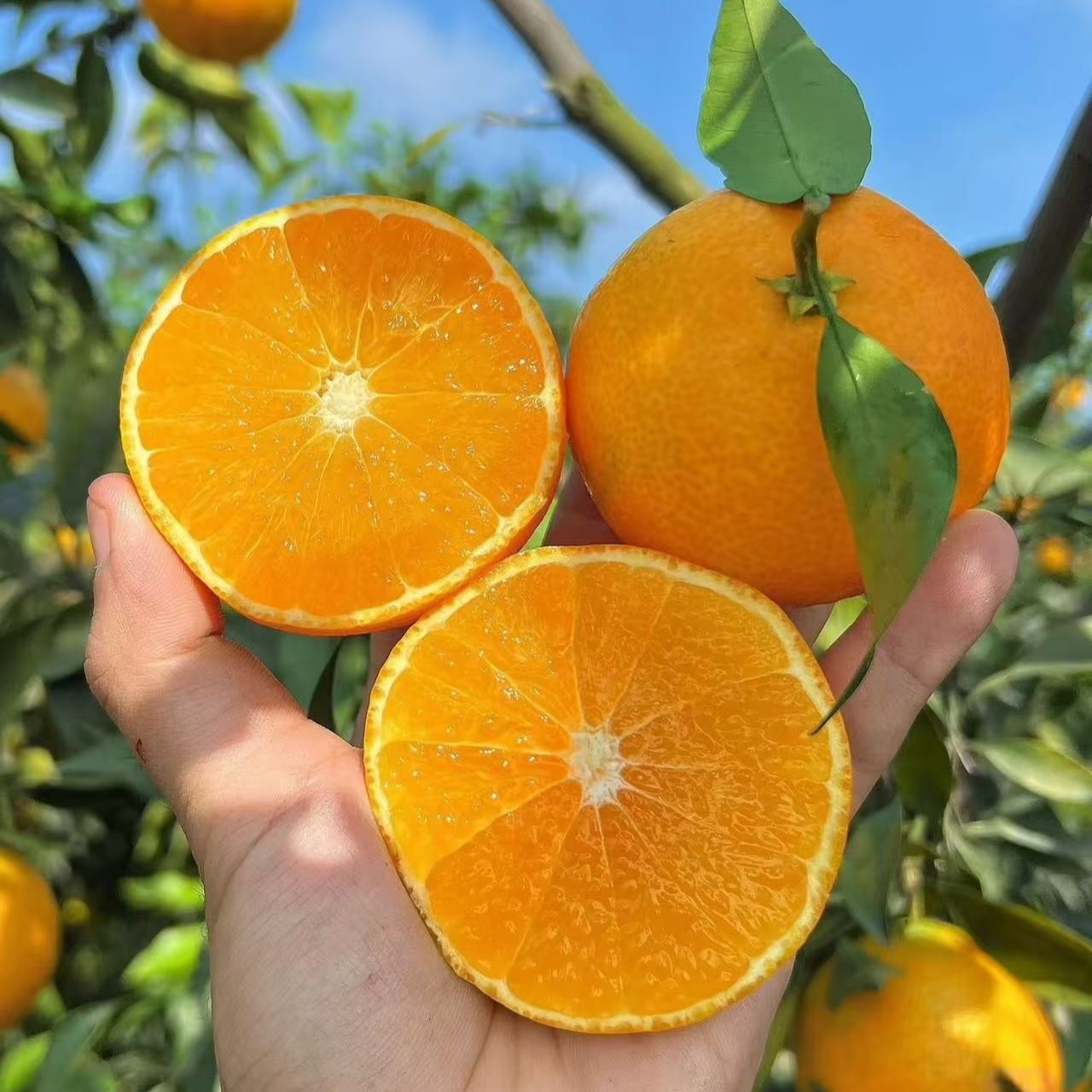 【正宗无籽砂糖橘】果子甜 果子很大 南方北方种植盆栽地栽