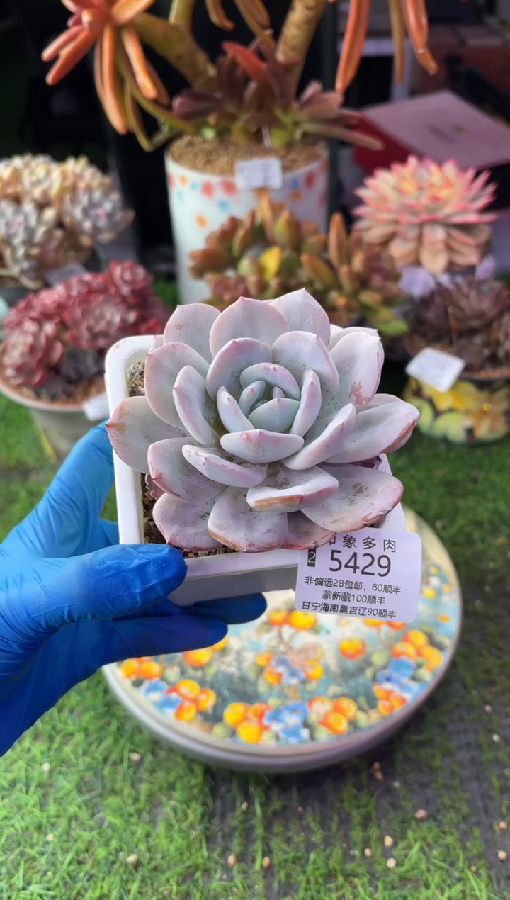 昆明印象多肉5429