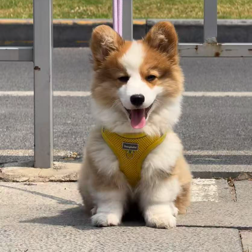 （柯基联盟）狗狗活体