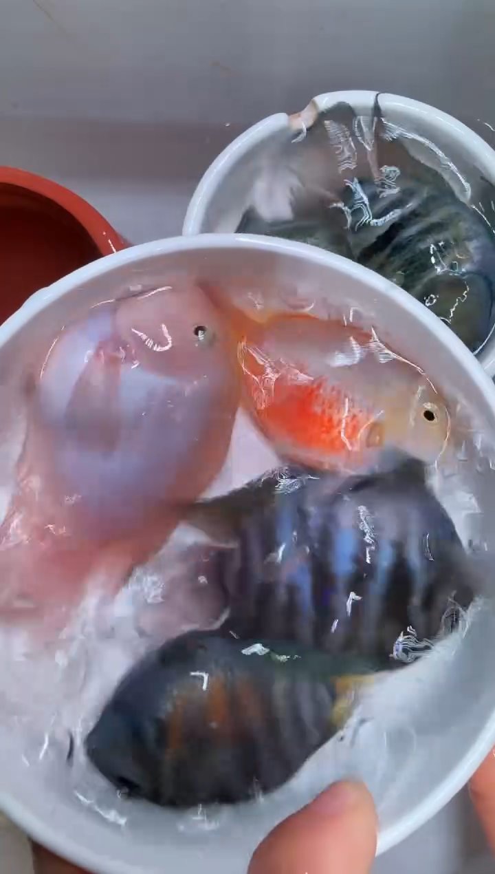 鹦鹉鱼摩卡1对 胭脂粉1对 