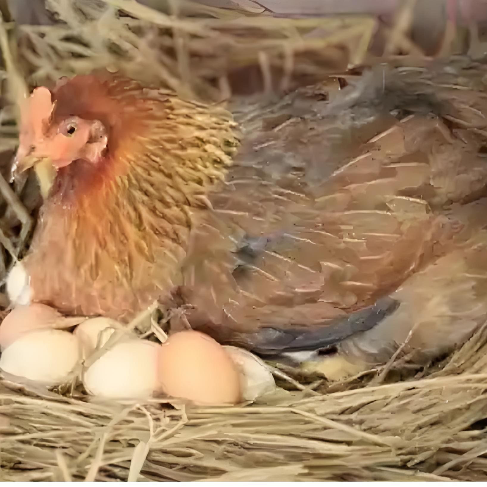 云南农家散养九斤红蛋鸡杂粮喂养肉质鲜嫩