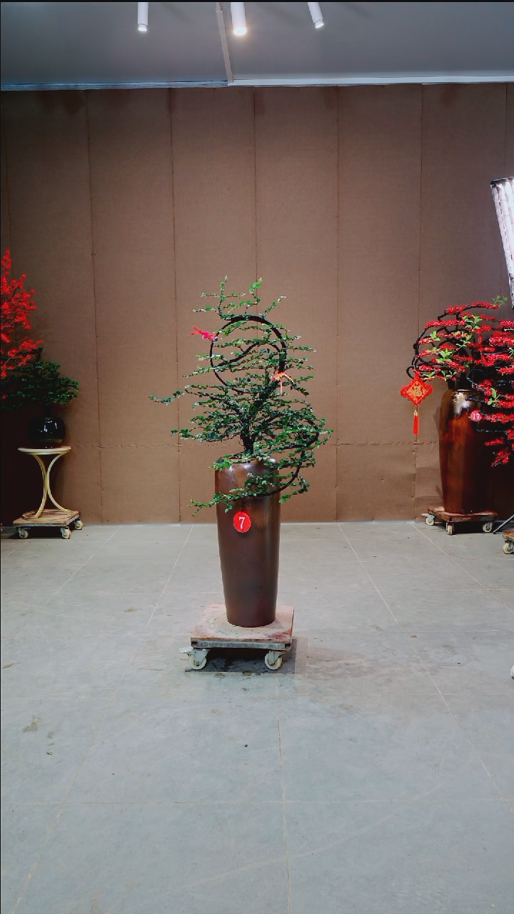 当前无花朵，栽培后可花朵安****士7号一物一拍绿植