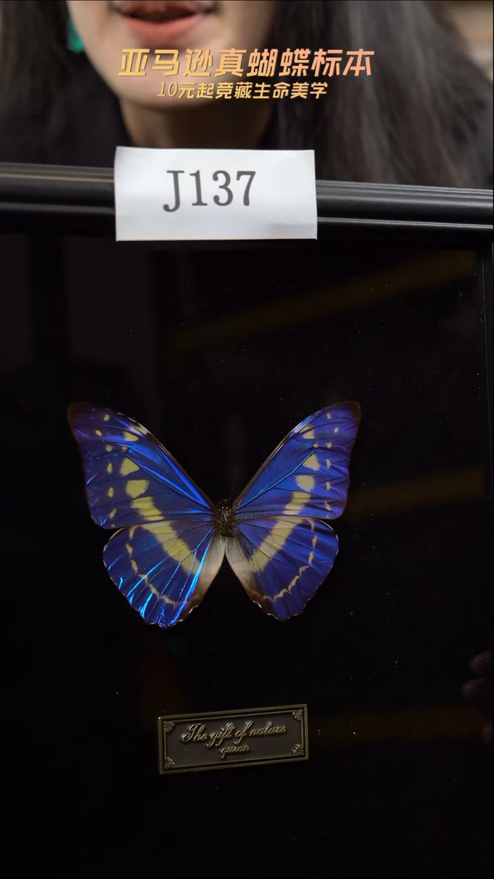 蝴蝶标本摆件竞拍j137