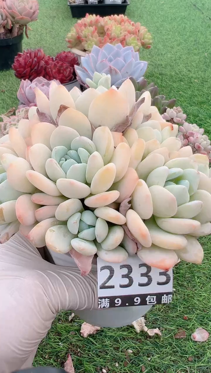 【闪购商品】信福多肉一物一拍