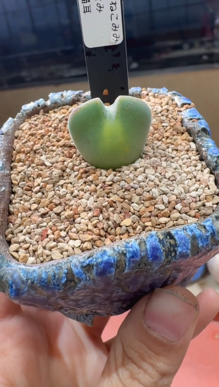 多肉植物肉锥23-142紫体猫耳