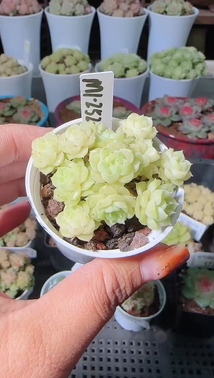 1119-574m1252-2麦秆群生不包整