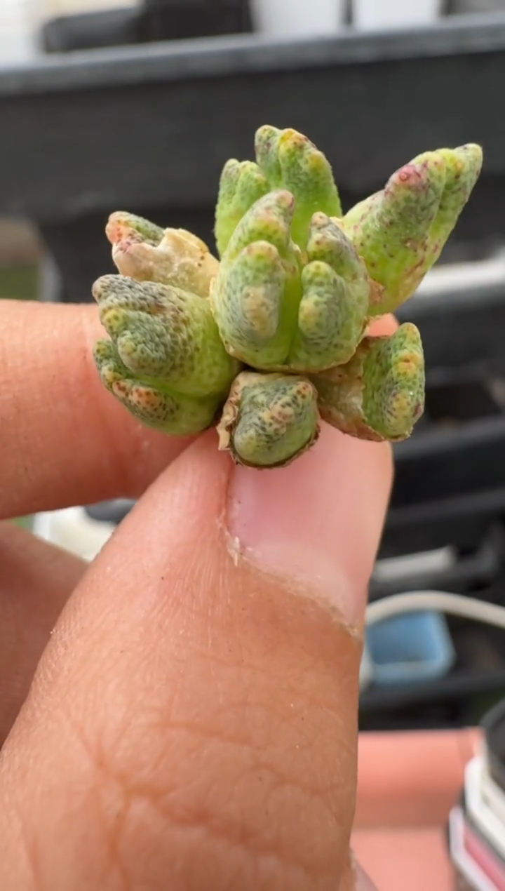 美丽的肉石头（25-31）-400