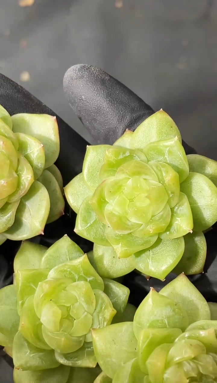 1-31 百鬼夜行2-3厘米 量拍发一颗