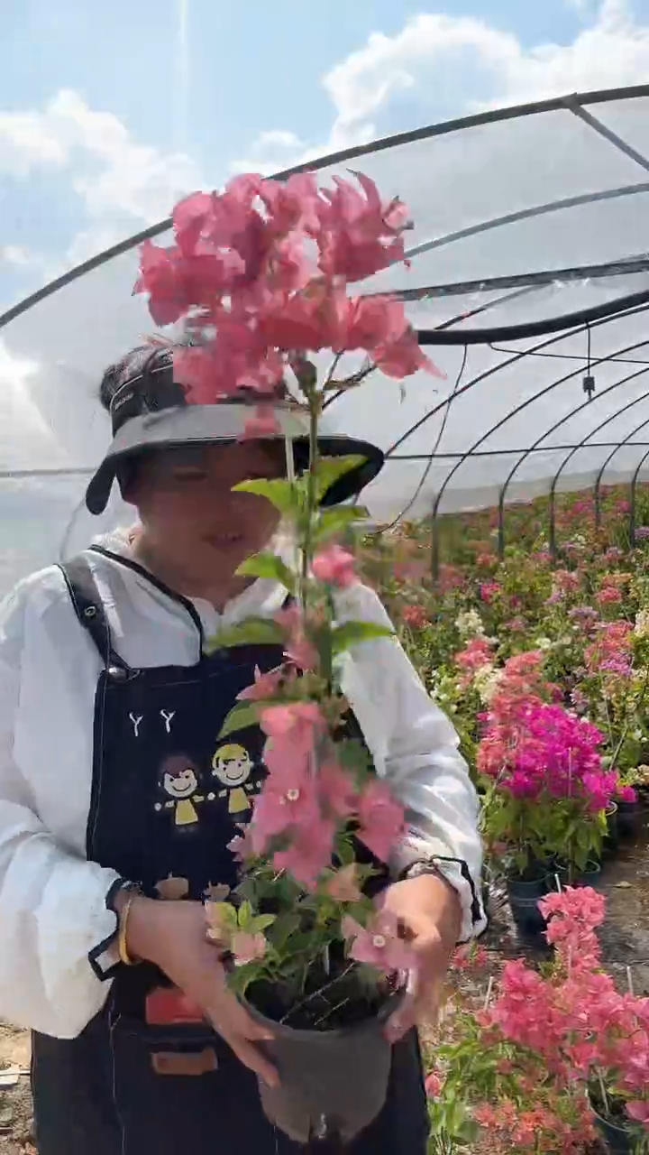 完全开放卡亚塔高飘