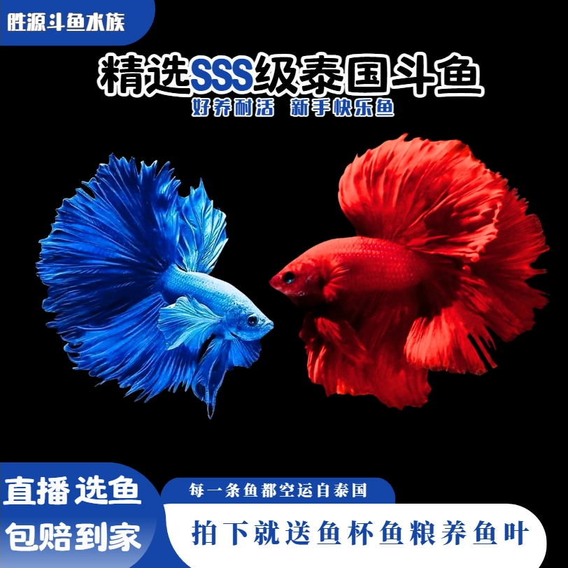 1单送鱼杯701-800号泰国小型热带观赏鱼网红婚纱好养耐活体斗鱼懒