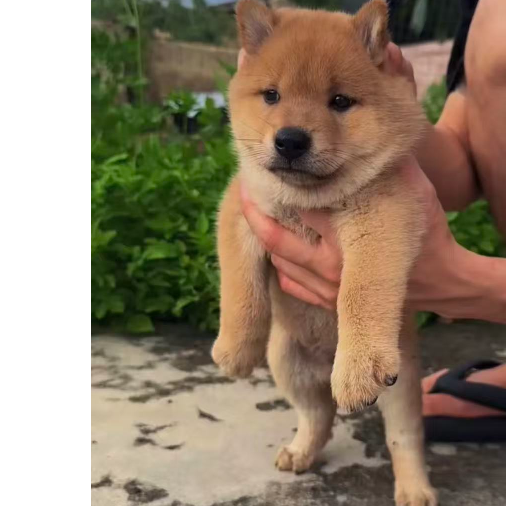 阿志田园犬狗狗活体链接