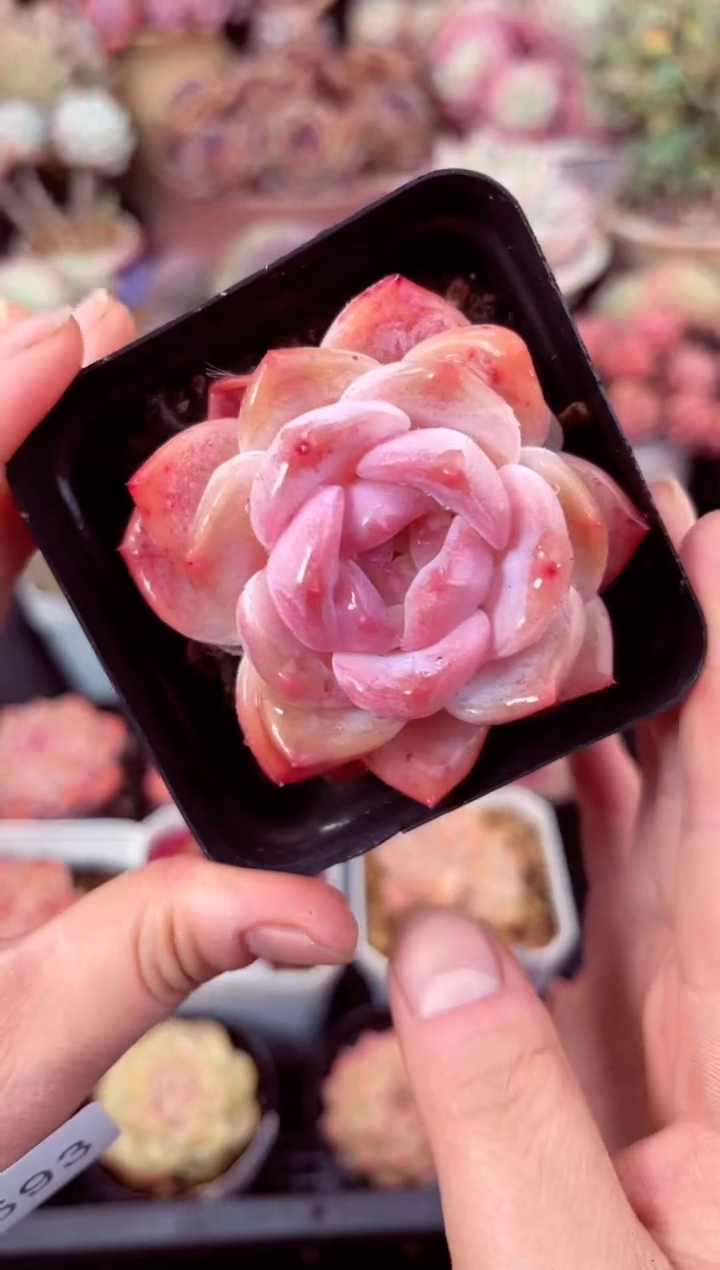 【闪购商品】5593单头冰魄多肉