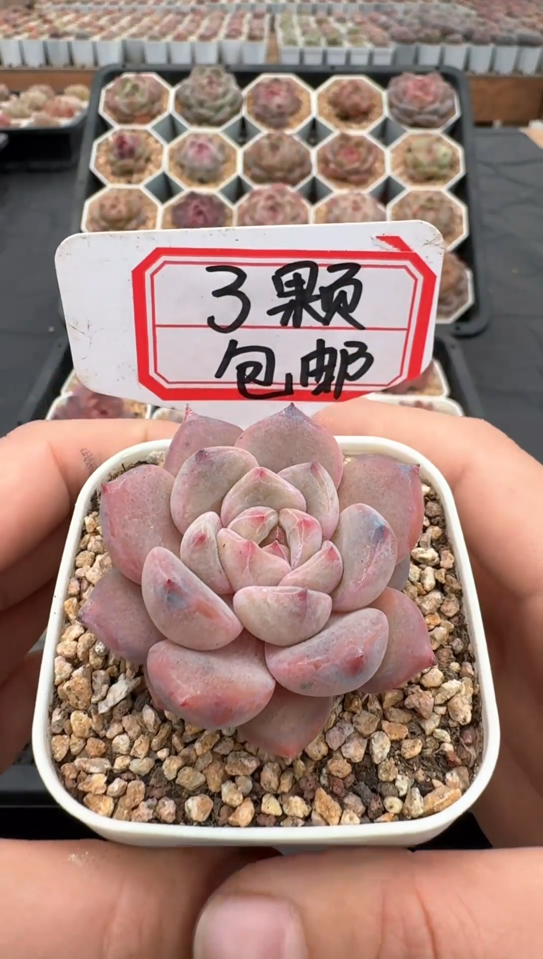 【闪购商品】634号 珍妮杂交多肉 花卉植物