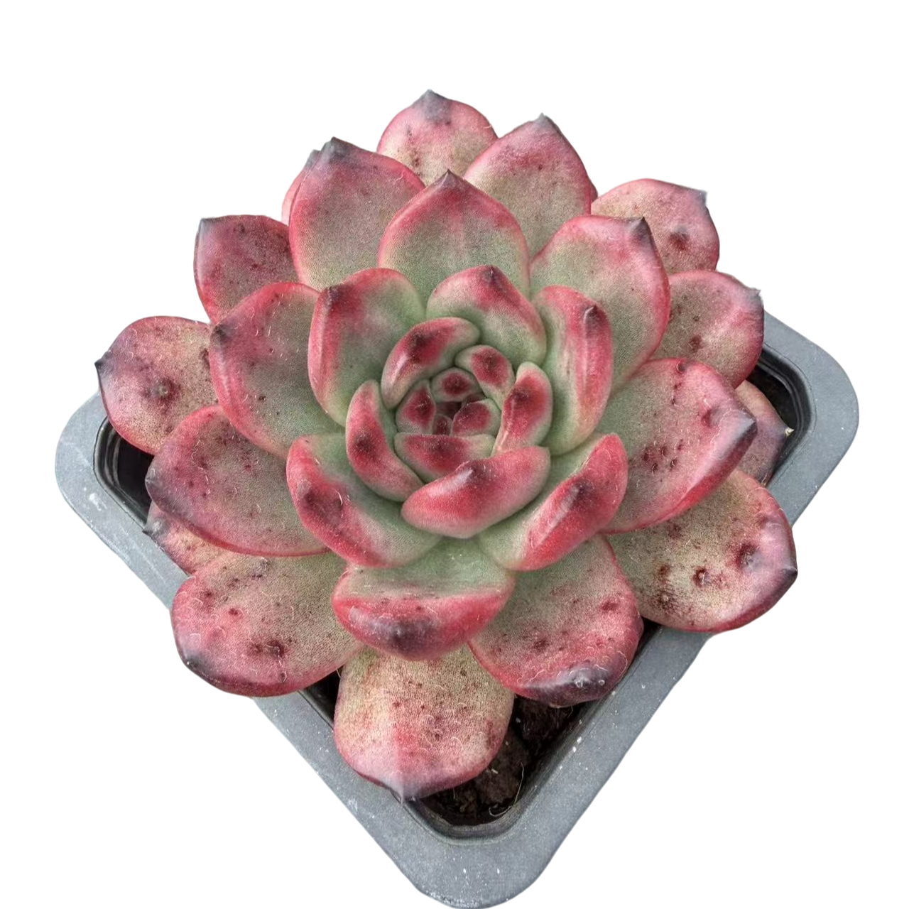 TM 带盆(多肉植物)满19.9包邮 云南基地源头直发新手好养