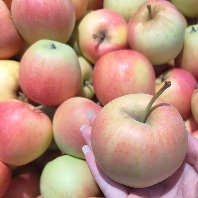 【来此购专属】嘎啦果7.99元一斤，现称现改