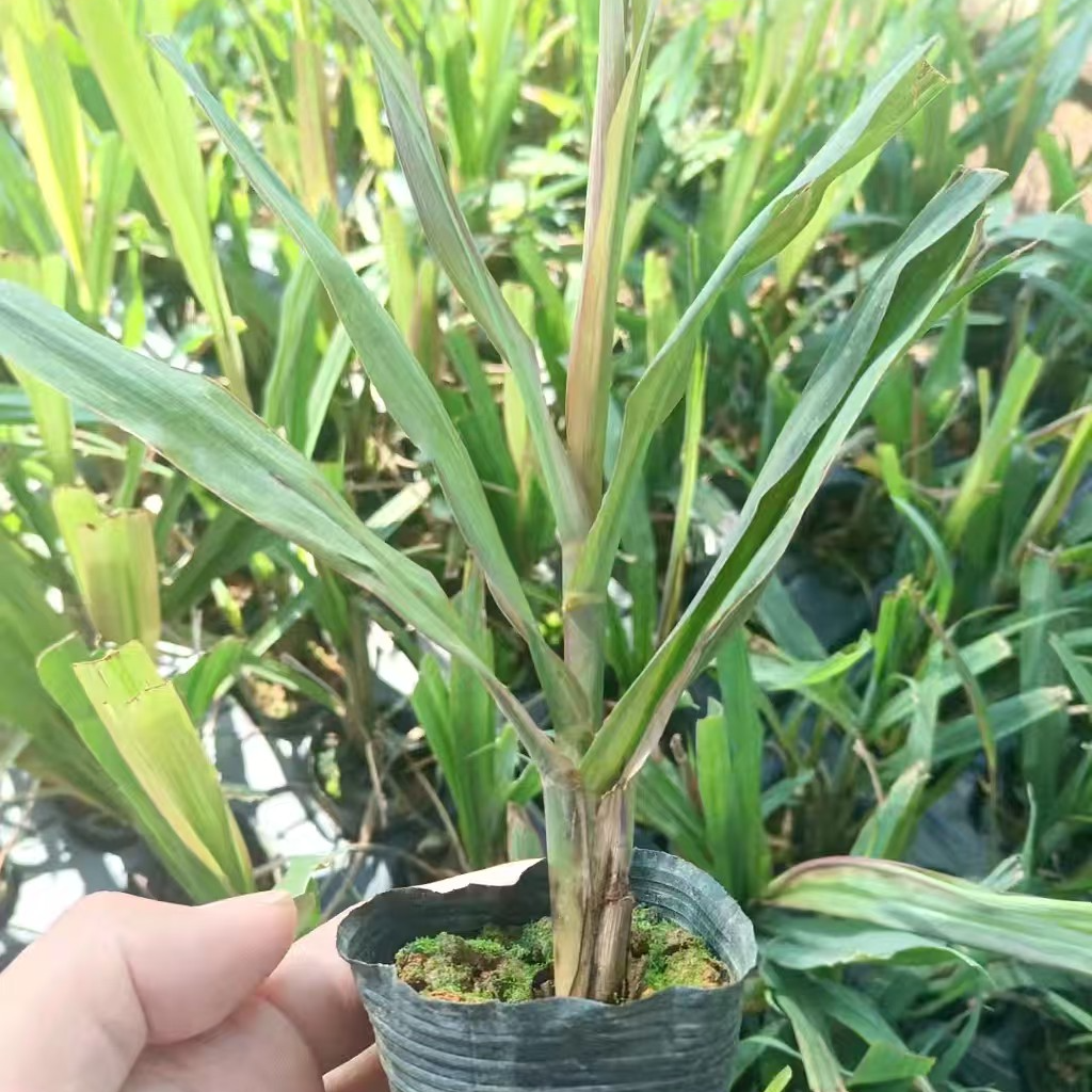 【优惠福利】黄皮甘蔗黄金水果甘蔗苗脆皮甘蔗苗带土带叶