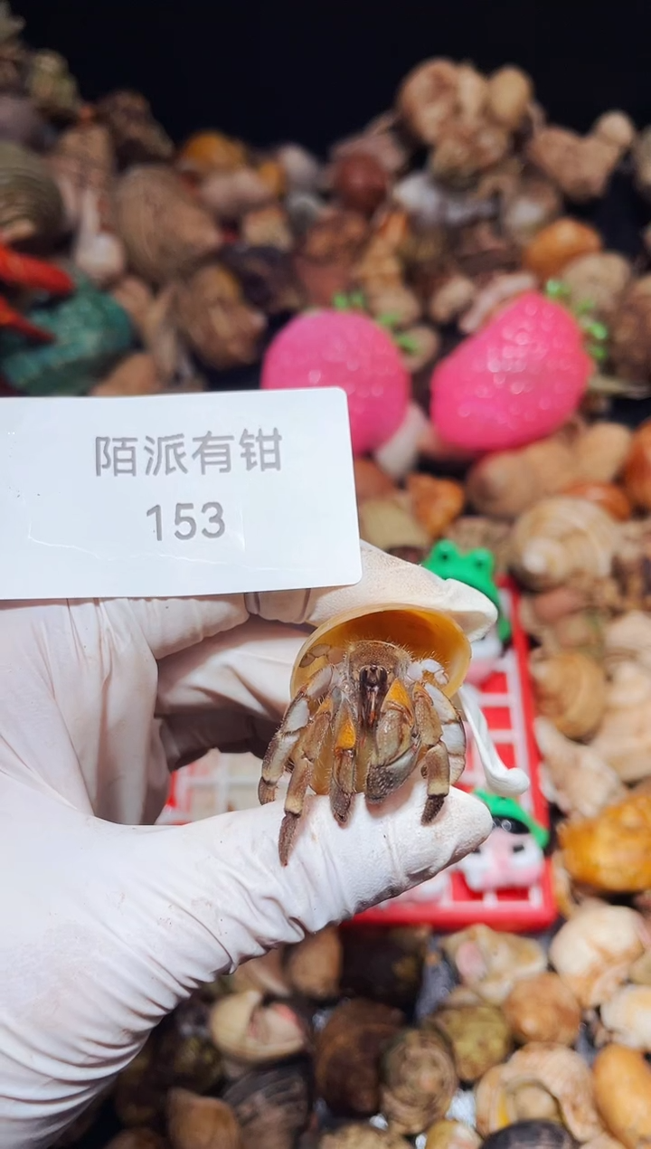 陌派有钳寄居蟹153