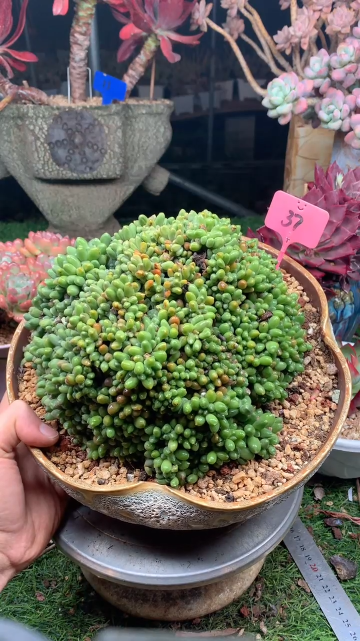 萍****花37千代田。。。。。。。。